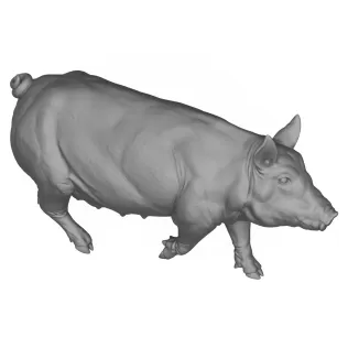 3D Printable Pig Walking Pose - Model thumbnail 6