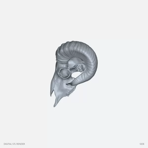 Curved Horn Ram Skull Display - STL - Model preview 3