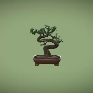 Ficus Bonsai