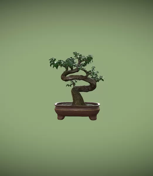 Ficus Bonsai - Model preview 3