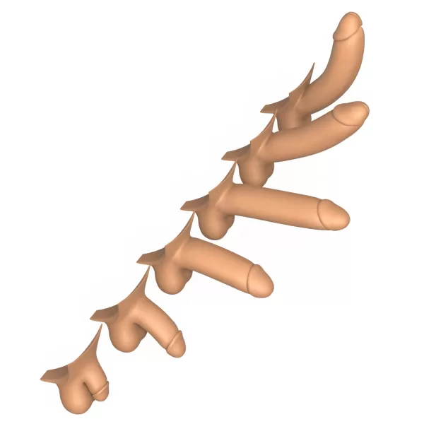 3D Print Ready Penis Erection Stages - Model preview 9