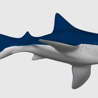 Tiger Shark, Keychain - Model thumbnail 3