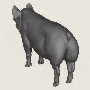 Pig Print Ready 3D Model