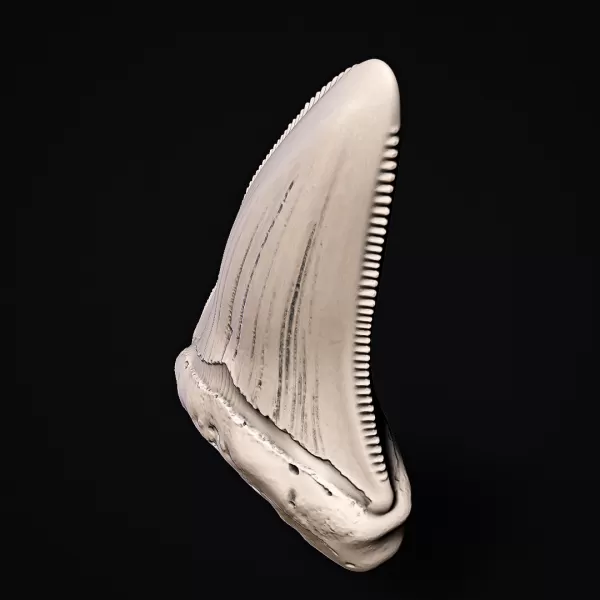 Shark Tooth #RoZ - Model preview 8