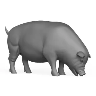 Pig Eating Pose