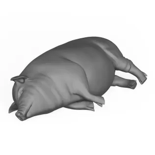 Pig Sleeping Pose