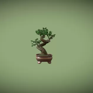 Ficus Bonsai - Model thumbnail 2