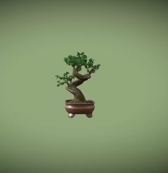 Ficus Bonsai - Model preview 2