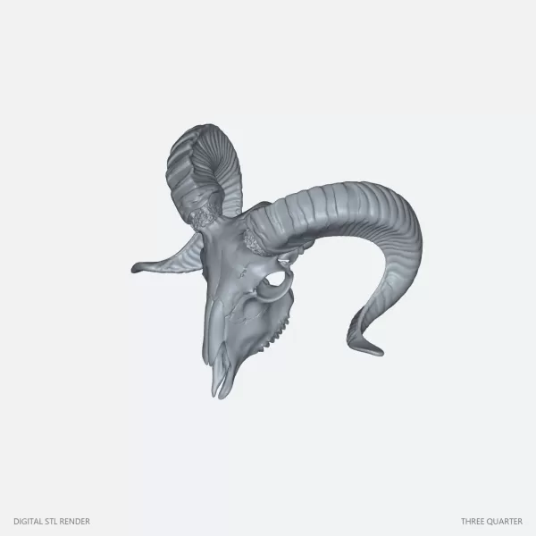 Curved Horn Ram Skull Display - STL - Model preview 2
