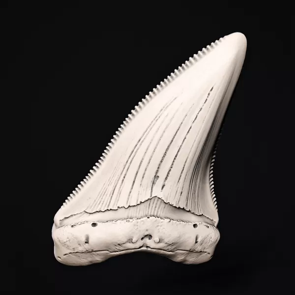 Shark Tooth #RoZ - Model preview 4