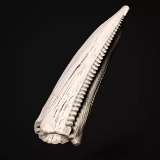 T-Rex Tooth #RoZ - Model thumbnail 6