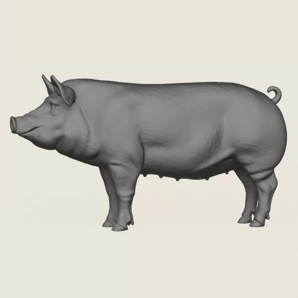 Pig Print Ready 3D Model - Model preview 3
