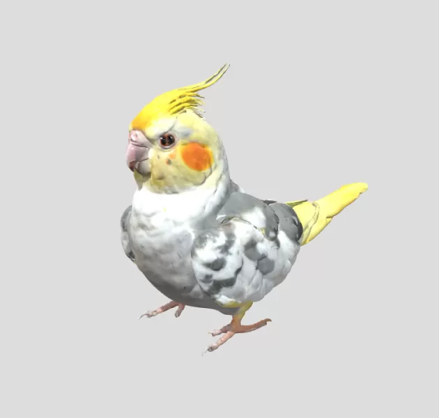 Cockatiel Bird - Model preview 1