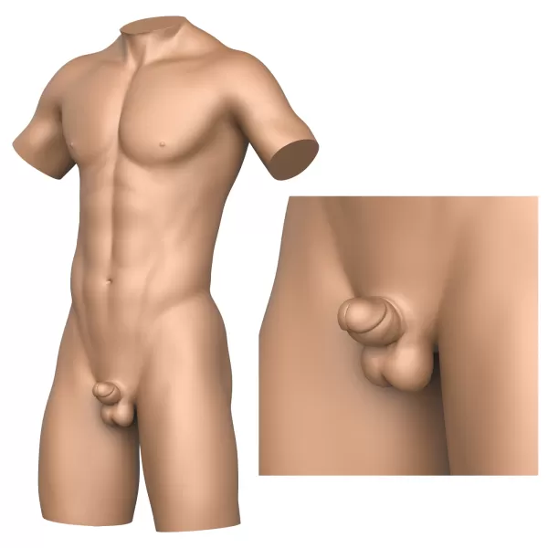 3D Print Ready Very Small Penis With Torso - Model preview 10