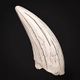 T-Rex Tooth #RoZ - Model thumbnail 5