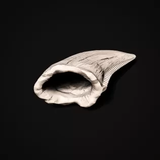 T-Rex Tooth #RoZ - Model thumbnail 7