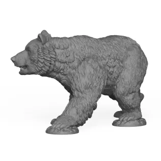 Wild Bear