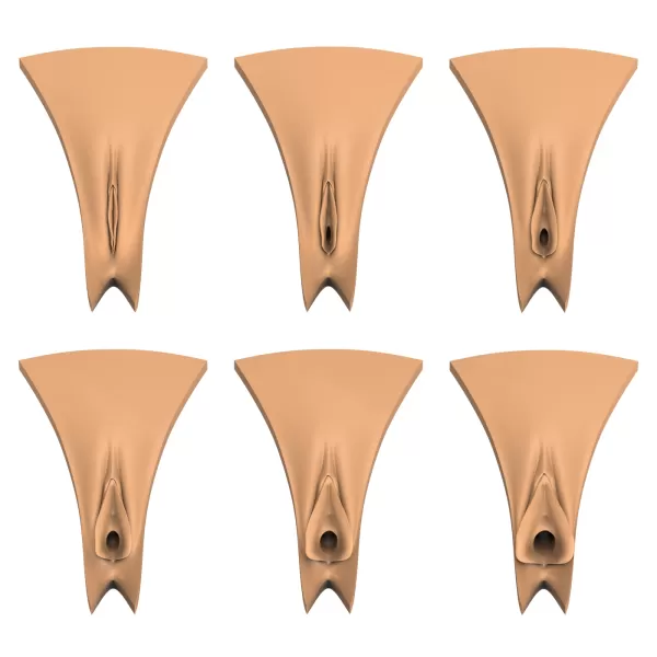 3D Print Ready Vagina Stage Collection - Model preview 1