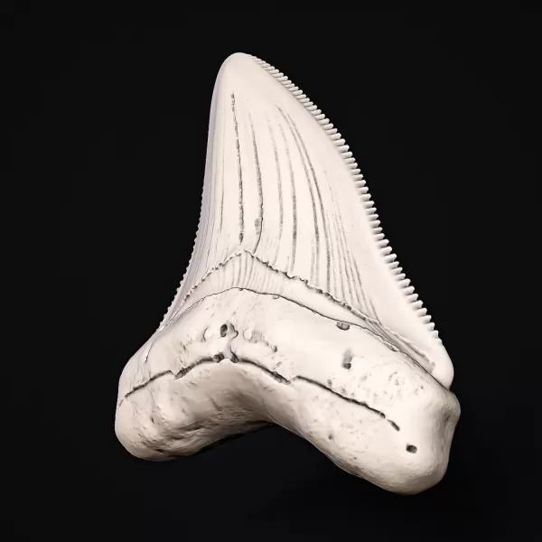 Shark Tooth #RoZ - Model preview 1