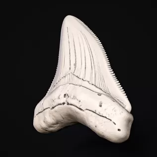 Shark Tooth #RoZ - Model thumbnail 1
