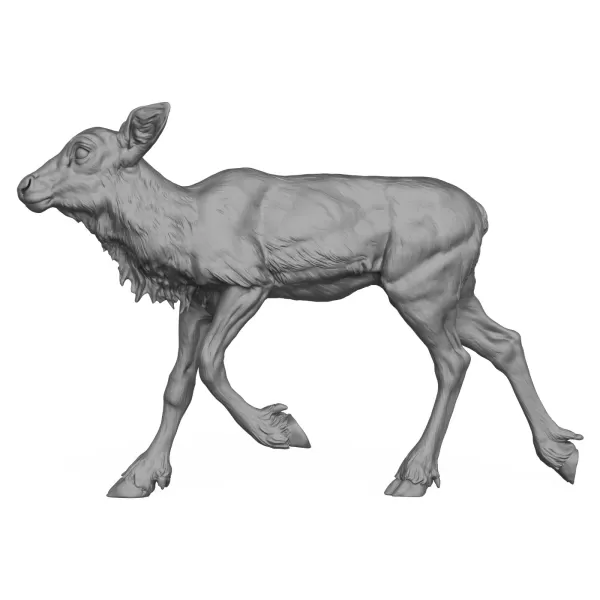3D Printable Reindeer Calf Standing Pose - Model preview 3