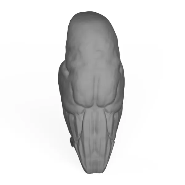 Owl Bird - Model preview 4