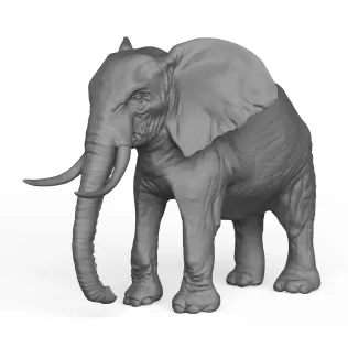 Elephant