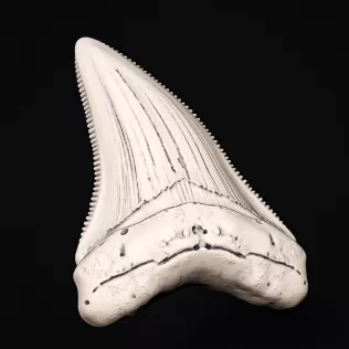 Shark Tooth #RoZ - Model thumbnail 5