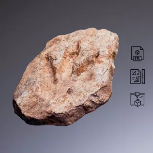 Dinosaur Footprint Fossil #RoZ - Model thumbnail 3