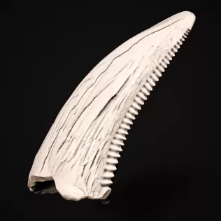 T-Rex Tooth #RoZ - Model thumbnail 3