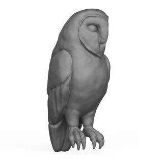 Owl Bird