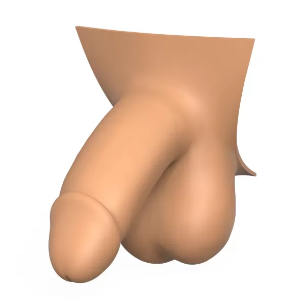 3D Print Ready Penis Erection Stages - Model preview 3