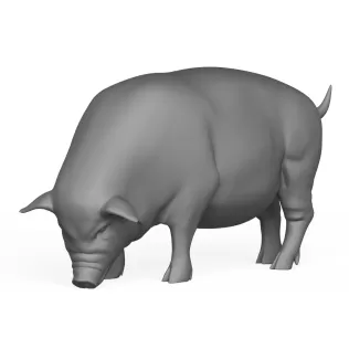 Pig Eating Pose