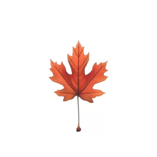Canada Maple Leaf 3D Model - Model thumbnail 3