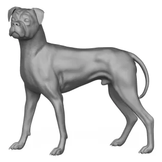 Boxer Dog Alert Pose 3D Print Model - Model thumbnail 3