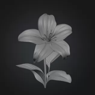 Lily flower