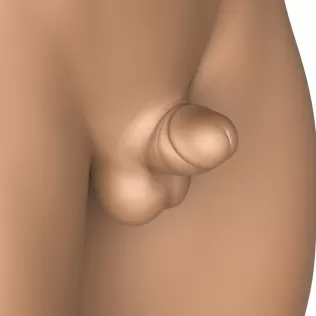 3D Print Ready Very Small Penis With Torso - Model thumbnail 5