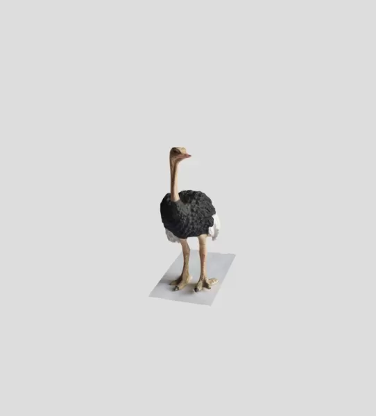 Straus - Model preview 1