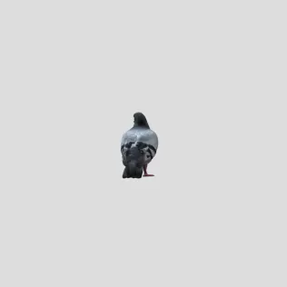 pigeon