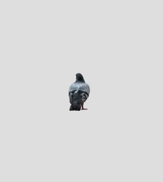 pigeon - Model preview 3