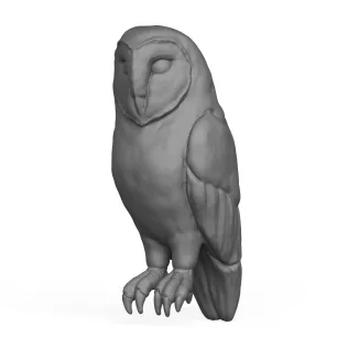 Owl Bird