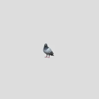 pigeon