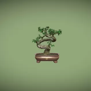 Ficus Bonsai