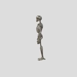 Male Human Skeleton - Model thumbnail 2