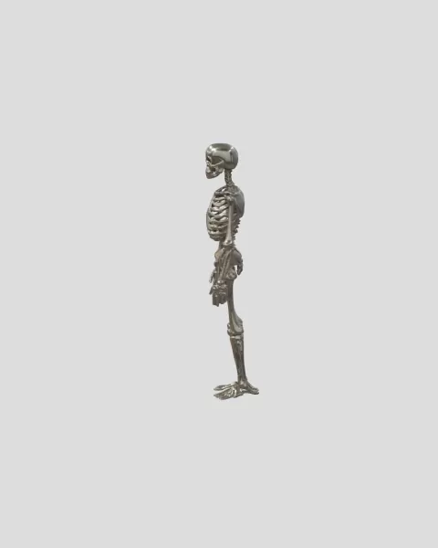 Male Human Skeleton - Model preview 2