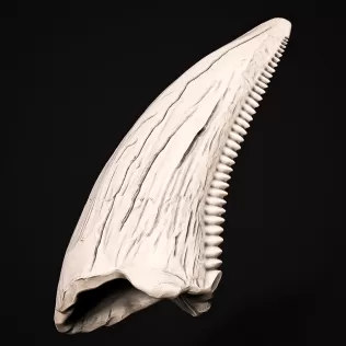 T-Rex Tooth #RoZ - Model thumbnail 1