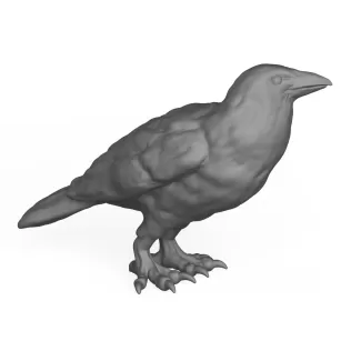 Crow Bird