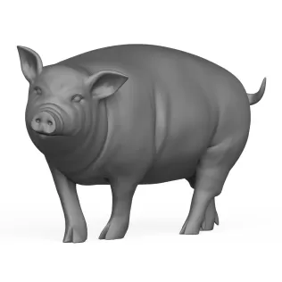 Pig Standing Pose