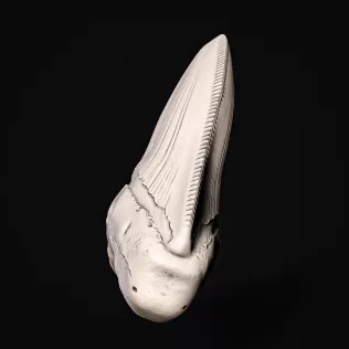Shark Tooth #RoZ - Model thumbnail 3