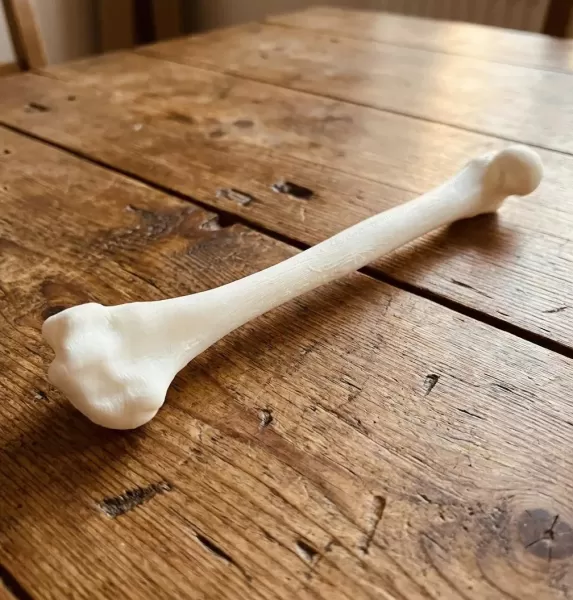 Anatomically Accurate Human Arm & Hand Bone Set from bone scan-3 - Model preview 2